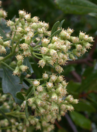 Eastern Baccharis