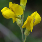 Wild Indigo Wild Indigo