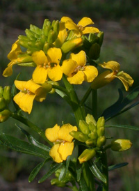 Early Wintercress