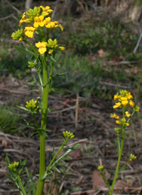 Early Wintercress