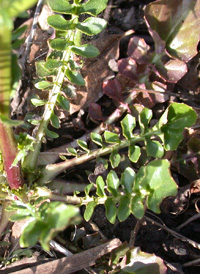 Early Wintercress