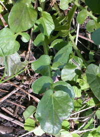 Common Wintercress