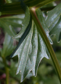 Common Wintercress