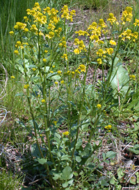 Common Wintercress