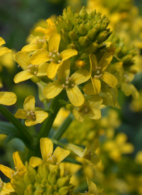 Common Wintercress