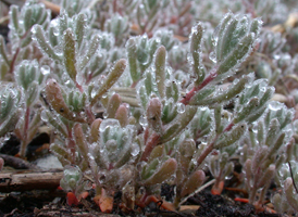 Hairy Smotherweed