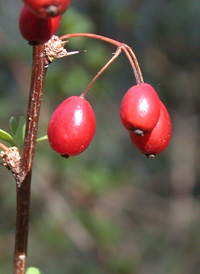 Japanese Barberry