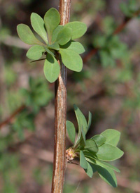 Japanese Barberry