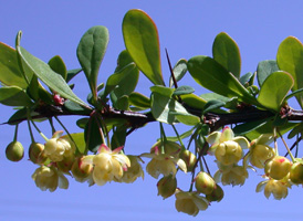 Japanese Barberry