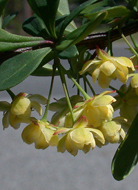 Japanese Barberry