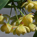 Japanese Barberry Japanese Barberry