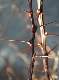 Japanese Barberry