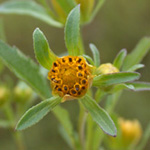 Common Beggar-ticks Common Beggar-ticks