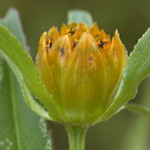 Common Beggar-ticks Common Beggar-ticks
