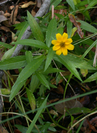 Smooth Bur-marigold