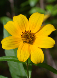 Smooth Bur-marigold