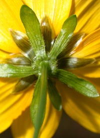 Smooth Bur-marigold