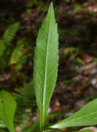 Smooth Bur-marigold