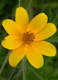 Small-fruited Bur-marigold