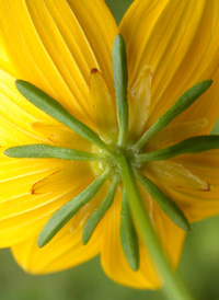 Small-fruited Bur-marigold