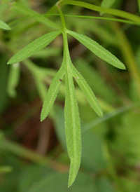 Small-fruited Bur-marigold