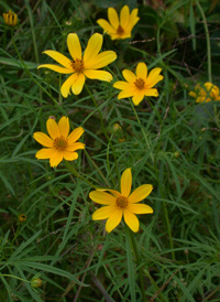 Small-fruited Bur-marigold