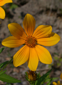 Ozark Bur-marigold