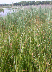 Saltmarsh Bulrush