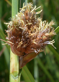 Saltmarsh Bulrush