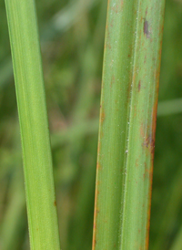 Saltmarsh Bulrush