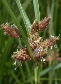 Saltmarsh Bulrush