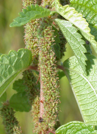 False Nettle