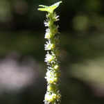 False Nettle