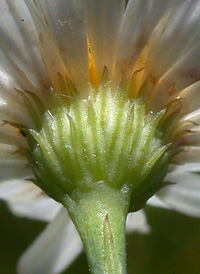 Aster-like Boltonia