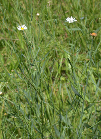 Aster-like Boltonia