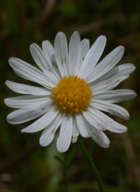 Aster-like Boltonia