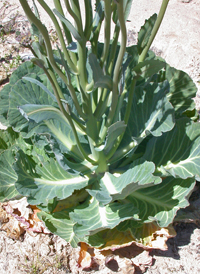 Cabbage