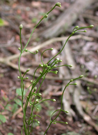 Branched Bartonia