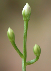 Branched Bartonia