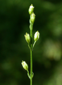 Yellow Bartonia