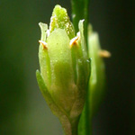 Yellow Bartonia Yellow Bartonia