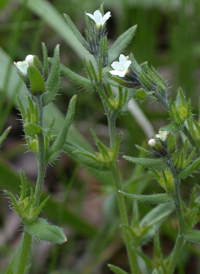 Field Gromwell