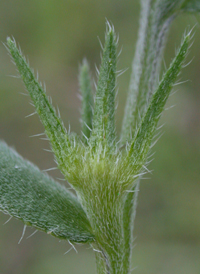 Field Gromwell