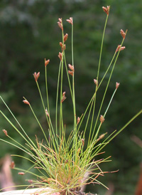 Tufted Hair-sedge