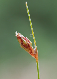 Tufted Hair-sedge