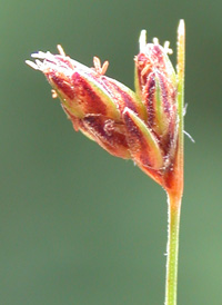 Tufted Hair-sedge