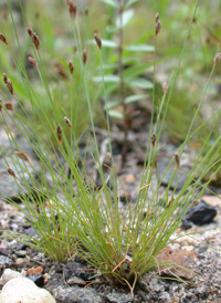 Tufted Hair-sedge