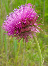 Musk Thistle