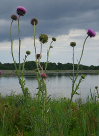 Musk Thistle