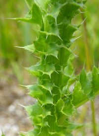 Musk Thistle